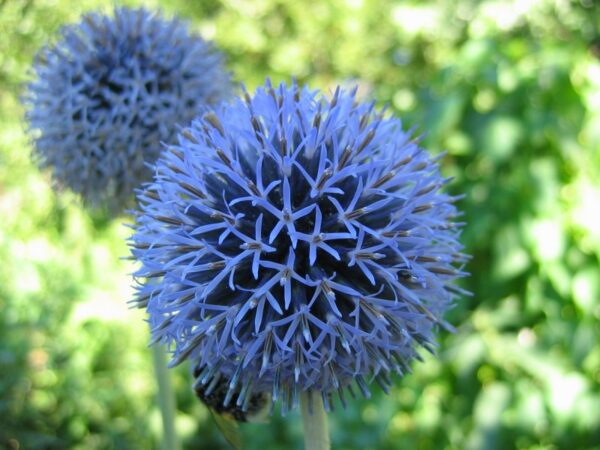 Blue Glow Globe Thistle (Echinops) in 2 gallon pot