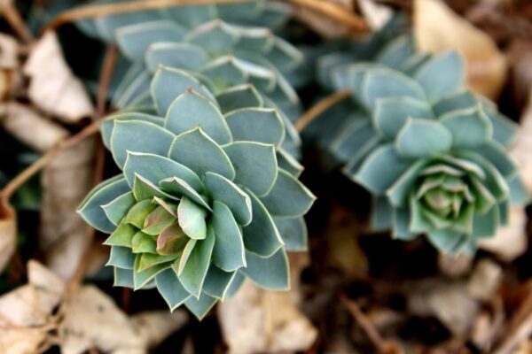 Donkey Tail Spurge in 1 gallon pot