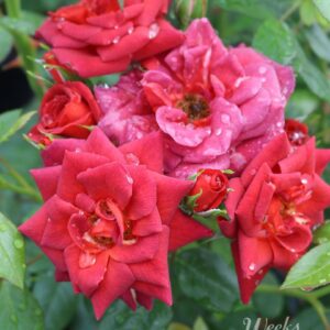 Rosa 'Coffee Bean' in 3 gallon pot
