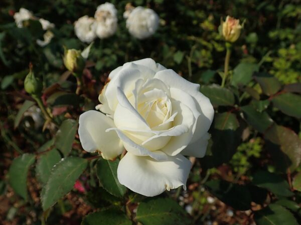 Rosa 'Memoire' in 2 gallon pot