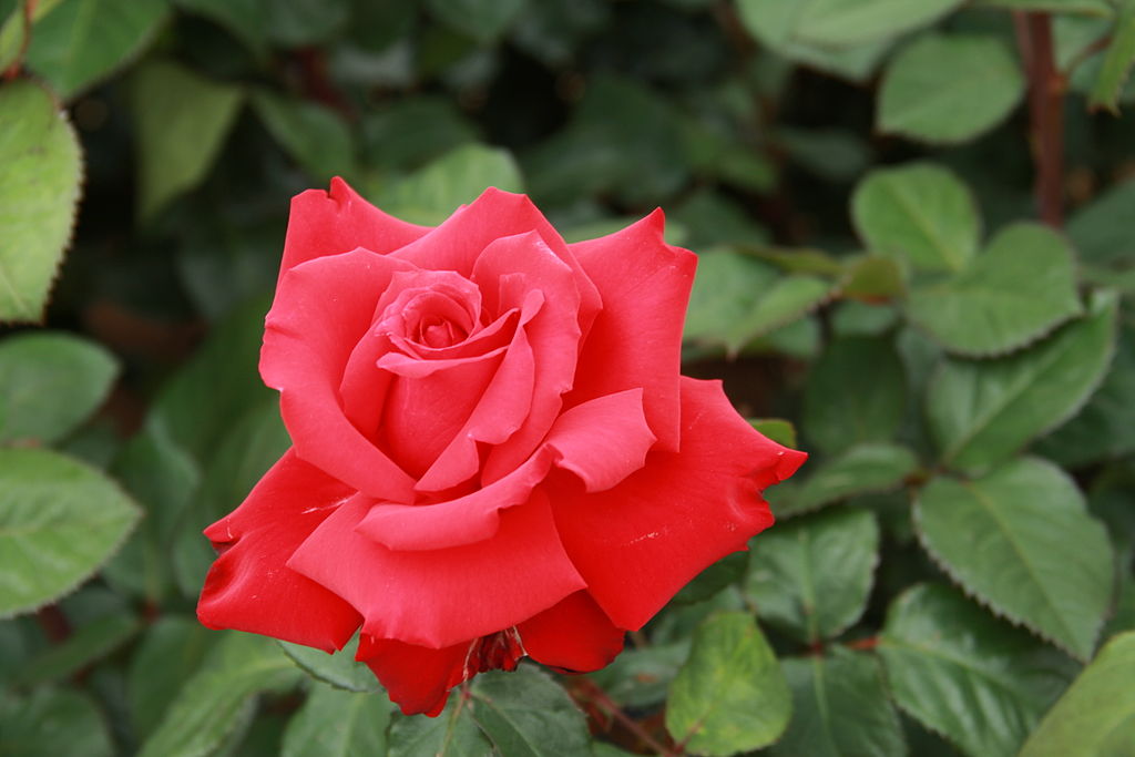 Rosa 'Grand Amore' in 2 gallon pot - Fraser Valley Rose Farm