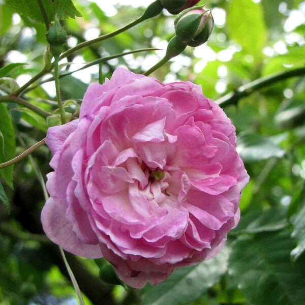 Rosa 'Spectabilis' in 2 gallon pot