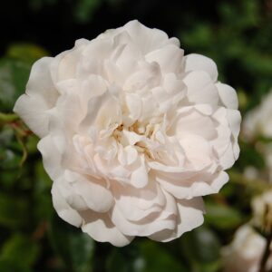 Rosa 'Alba Suaveolens' in 2 gallon Pot