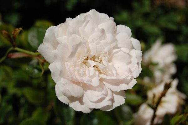 Rosa 'Alba Suaveolens' in 2 gallon Pot