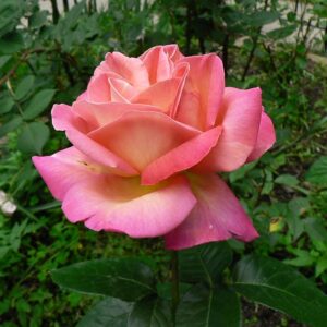 Rosa 'Chicago Peace' in 3 Gallon pot