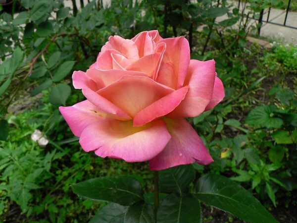 Rosa 'Chicago Peace' in 3 Gallon pot