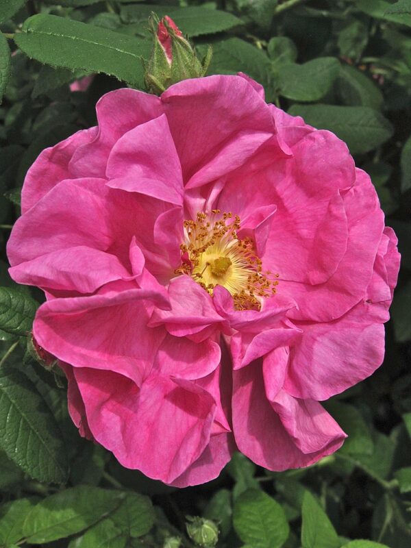 Apothecary's Rose (R. gallica officinalis) in 2 gallon Pot
