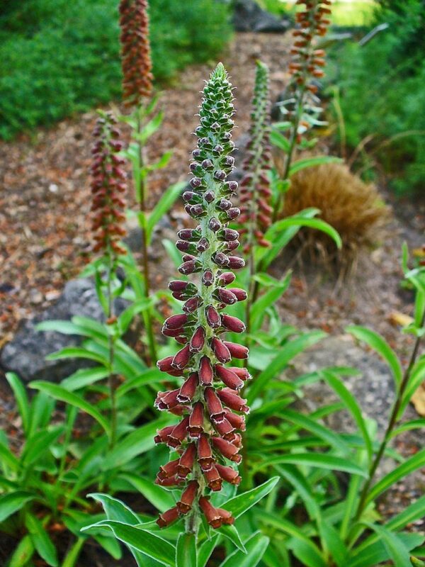 Chocolate Foxglove in 1 gallon pot