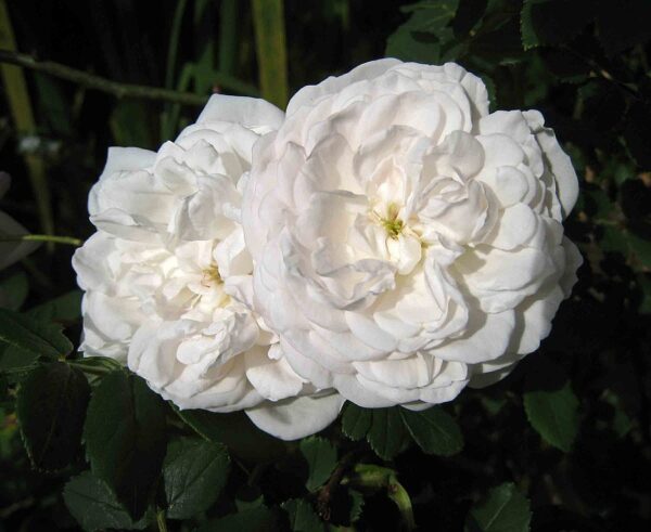 Rosa 'Madame Plantier' in 2 gallon pot