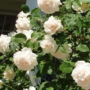 Rosa 'Alister Stella Gray' in 2 gallon Pot