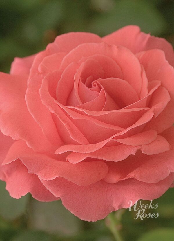 Rosa 'America' in 3 gallon Pot