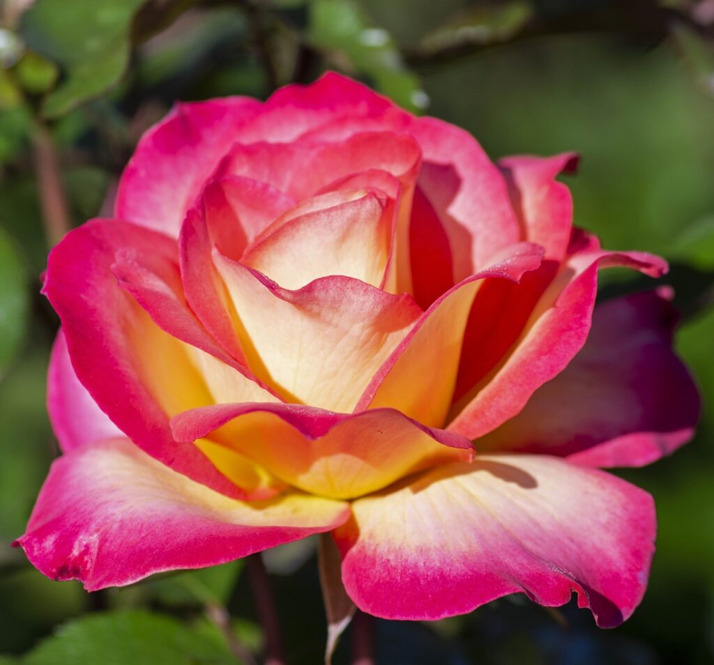 Rosa 'Rainbow Sorbet' in 3 Gallon pot - Fraser Valley Rose Farm