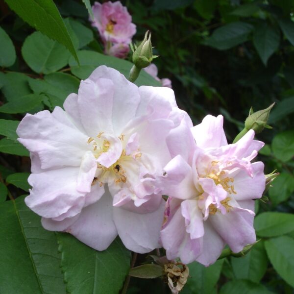 Rosa 'Narrow Water' in 2 gallon pot