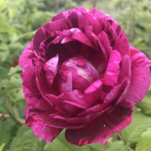 Rosa 'Commandant Beaurepaire' in 2 gallon pot