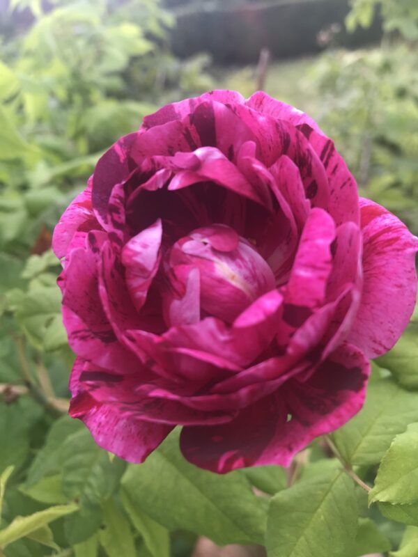 Rosa 'Commandant Beaurepaire' in 2 gallon pot
