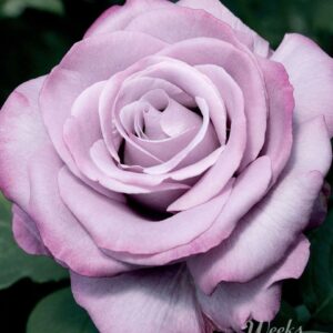 Rosa 'Neptune' in 3 Gallon pot