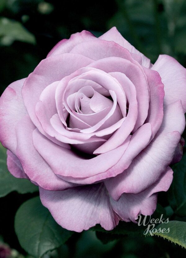 Rosa 'Neptune' in 3 Gallon pot