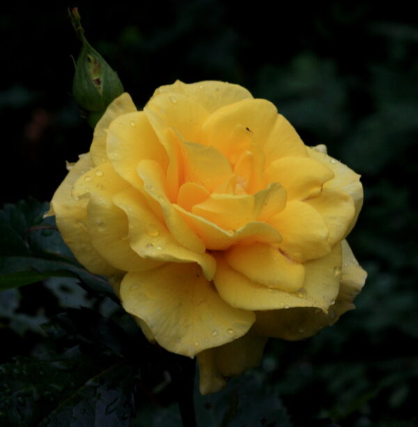 Rosa 'Sunsprite' in 2 gallon pot