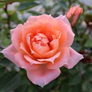 Rosa 'Flower Power' in 2 Gallon Pot