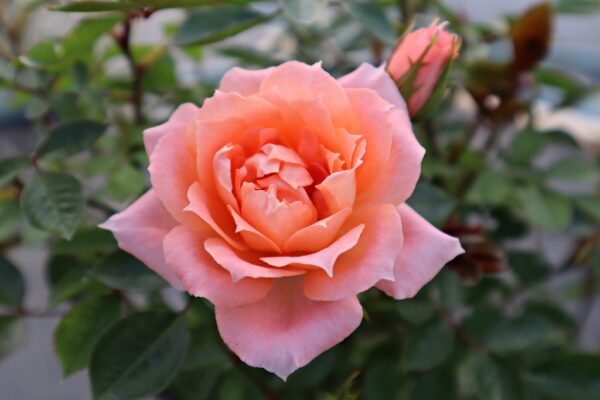Rosa 'Flower Power' in 2 Gallon Pot