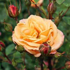 Rosa 'Apricot Clementine' in 2 gallon Pot