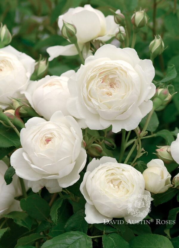 Rosa 'Claire Austin' in 3 gallon pot