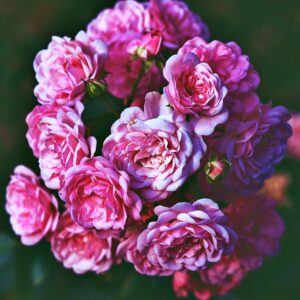 Rosa 'Vineyard Song' in 2 gallon pot