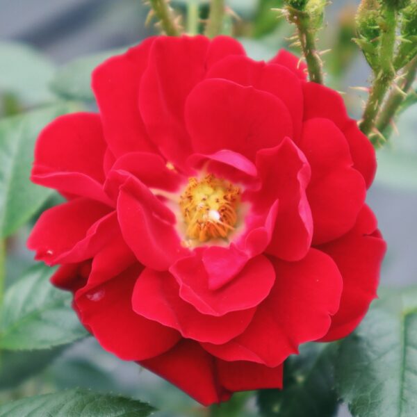 Rosa 'Scarlet Moss' in 2 gallon pot