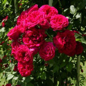 Rosa 'Chevy Chase' in 2 gallon pot
