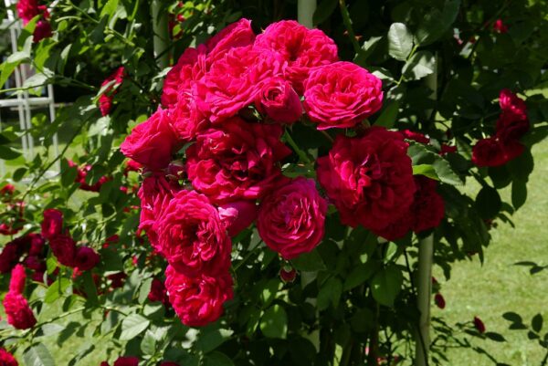 Rosa 'Chevy Chase' in 2 gallon pot