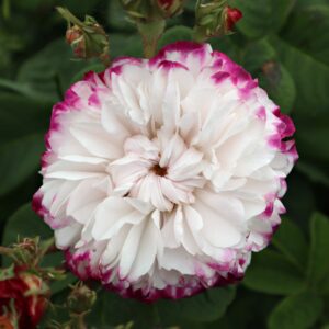 Rosa 'Leda' in 2 gallon pot