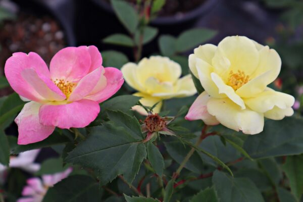 Rosa 'Peach Lemonade' in 2 gallon pot