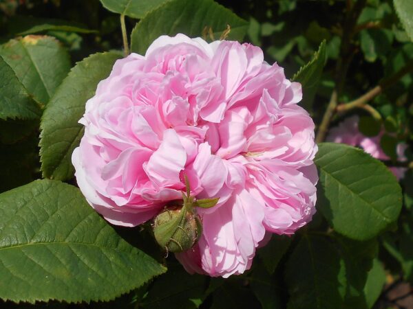 Rosa 'Jacques Cartier' in 2 gallon pot
