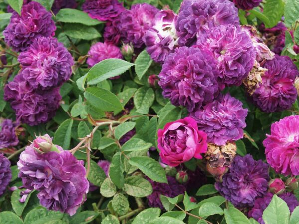 Rosa 'Cardinal de Richelieu' in 2 gallon pot