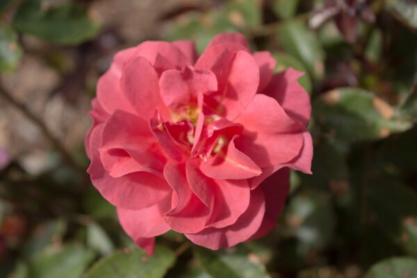 Rosa 'Cinco de Mayo' in 2 gallon pot