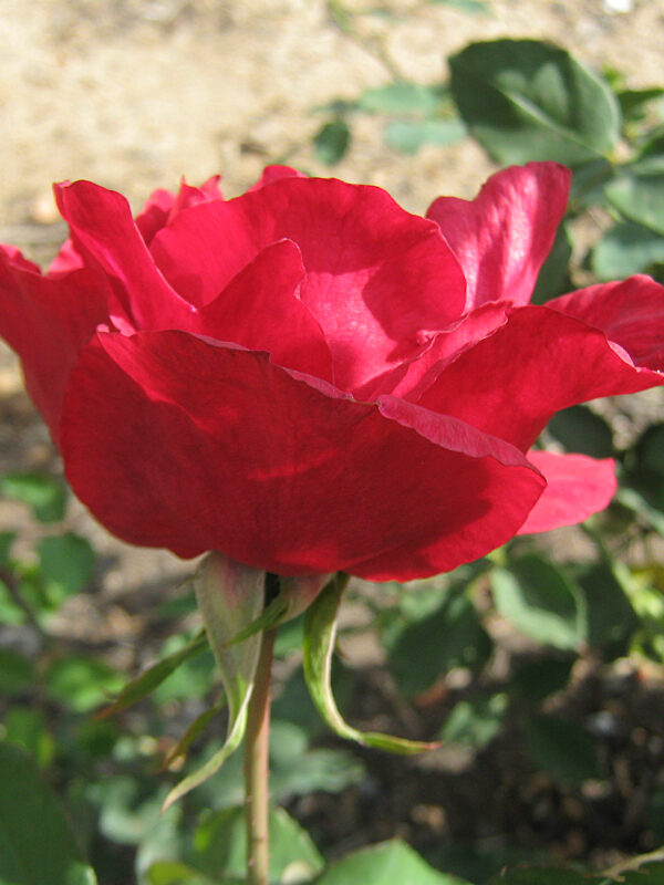 Rosa 'Etoile de Hollande' in 2 gallon Pot