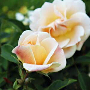 Rosa 'Goldbusch' in 2 gallon pot