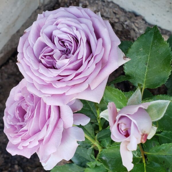 Rosa 'Lavender Veranda' in 2 Gallon Pot