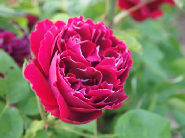 Rosa 'Baron Girod de l'An' in 2 gallon Pot