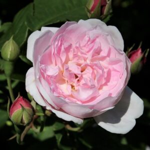 Rosa 'Blush Noisette' in 2 Gallon Pot