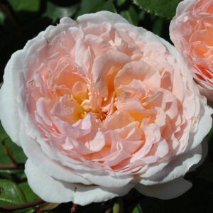 Rosa 'Bliss' Parfuma® in 3 Gallon Pot