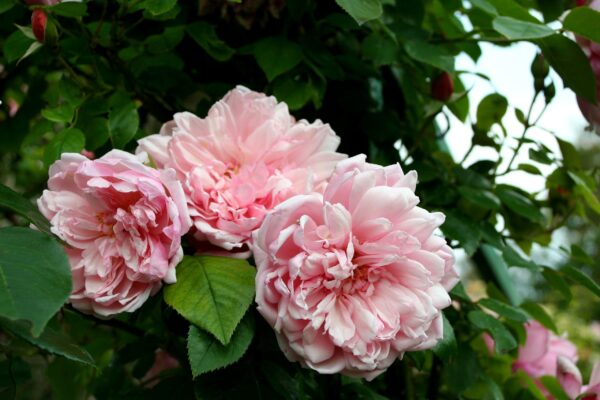 Rosa 'Albertine' in 2 Gallon Pot