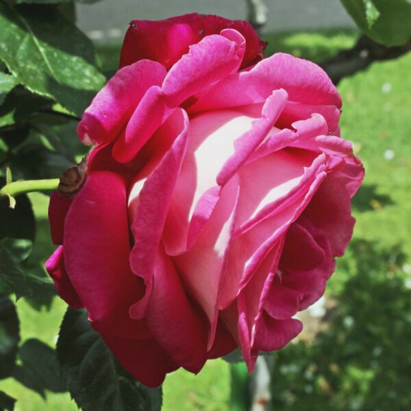 Rosa 'Baronne Edmond de Rothschild' in 2 Gallon Pot