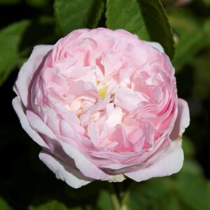 Rosa 'Duchesse de Montebello' in 2 Gallon Pot