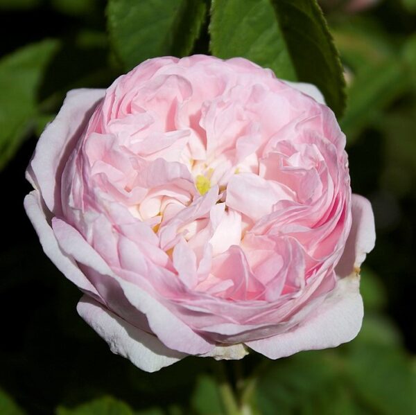 Rosa 'Duchesse de Montebello' in 2 Gallon Pot