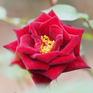 Rosa 'Black Jade' in 2 Gallon Pot