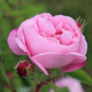 Rosa 'Belle Amour' in 2 Gallon Pot