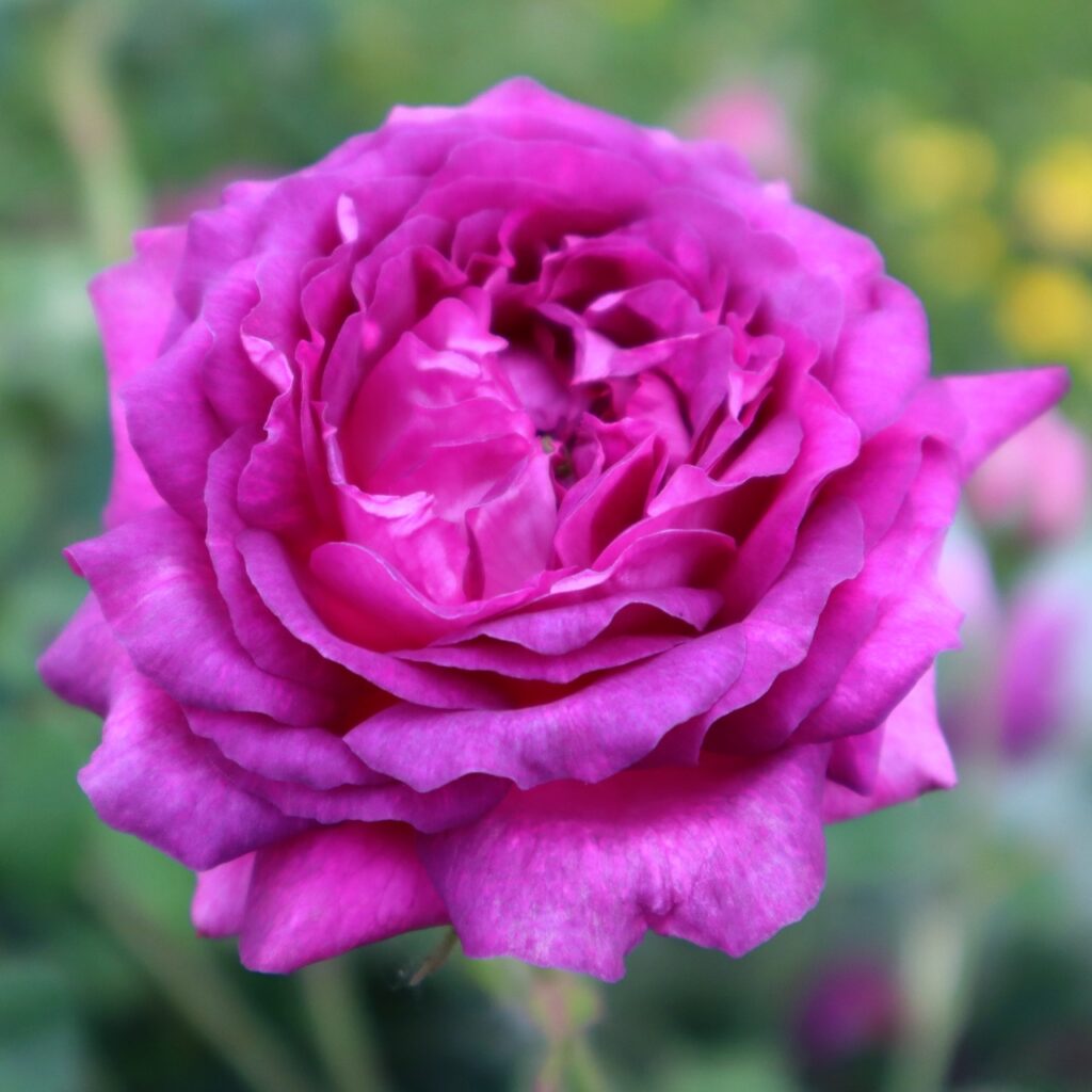 Rosa 'Belle de Crecy' in 2 Gallon Pot - Fraser Valley Rose Farm
