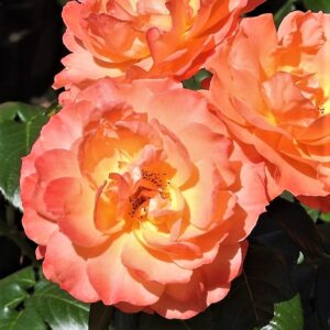 Rosa 'Crackling Fire' in 2 Gallon Pot