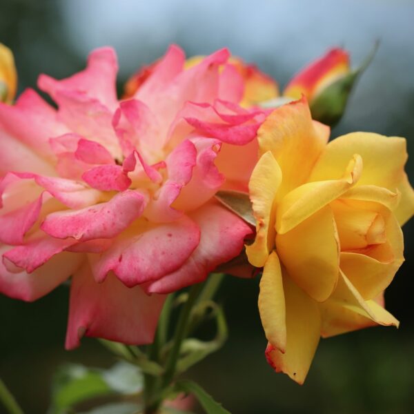 Rosa 'Baby Masquerade' in 2 Gallon Pot